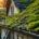 An image depicting a moss-covered roof showing the problems associated with moss growth in Michigan and Ohio.